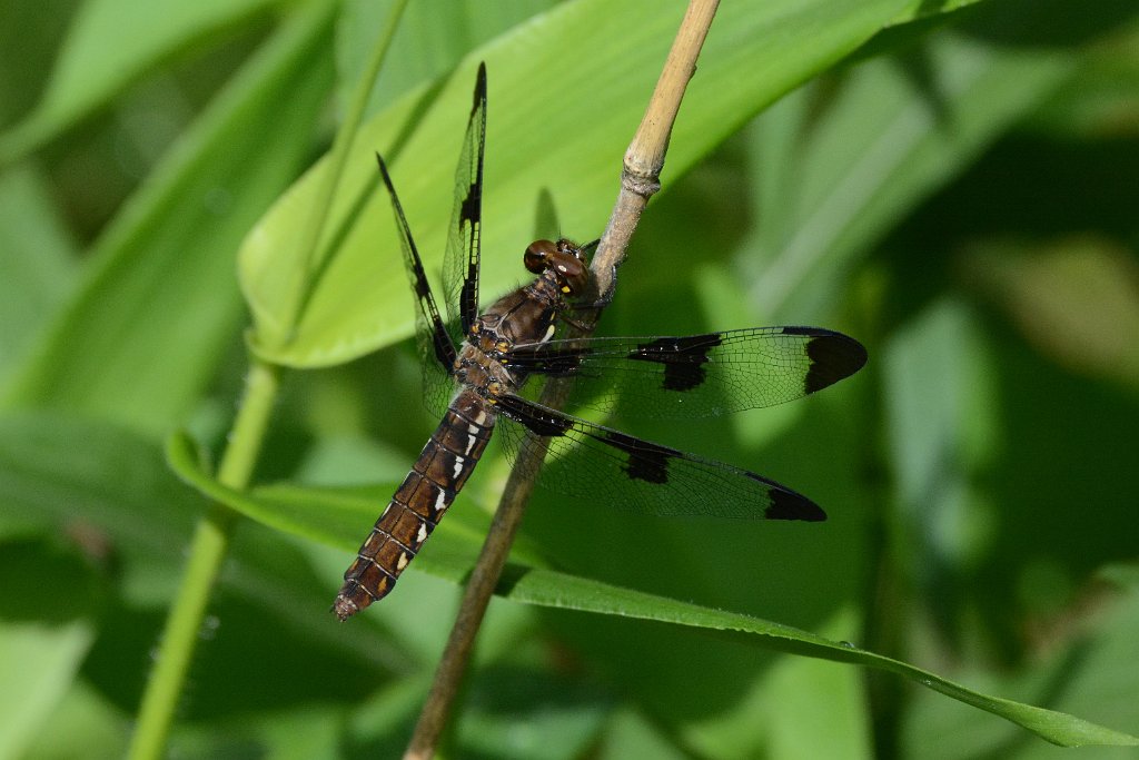 032 2016-06062042 Broad Meadow Brook, MA.JPG - Common Whitetail (f) (Libellula (Plathemis) lydia). Broad Meadow Brook Wildlife Sanctuary, MA, 6-6-2016